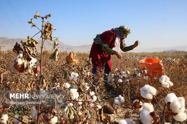 برداشت پنبه از مزارع خراسان شمالی