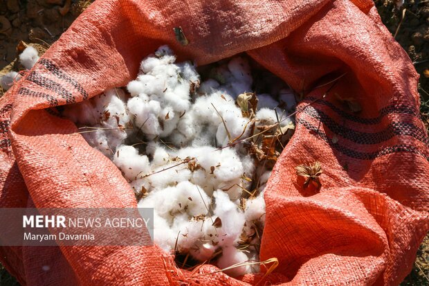 برداشت پنبه از مزارع خراسان شمالی