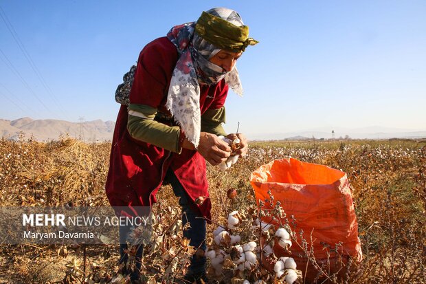 برداشت پنبه از مزارع خراسان شمالی