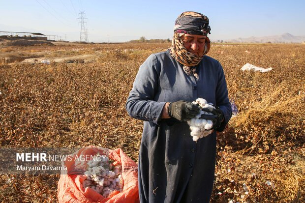 برداشت پنبه از مزارع خراسان شمالی