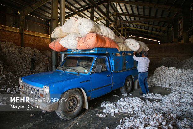 برداشت پنبه از مزارع خراسان شمالی