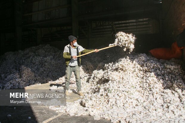 برداشت پنبه از مزارع خراسان شمالی