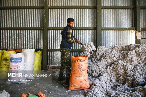 برداشت پنبه از مزارع خراسان شمالی