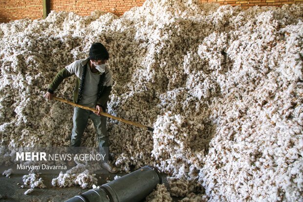 برداشت پنبه از مزارع خراسان شمالی
