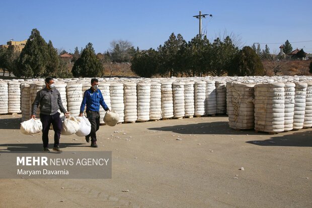 برداشت پنبه از مزارع خراسان شمالی