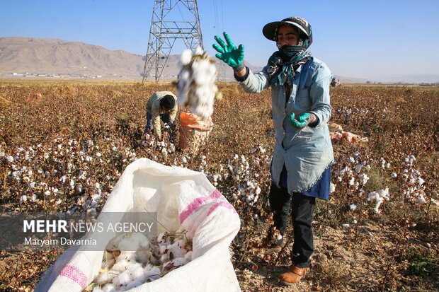 برداشت پنبه از مزارع خراسان شمالی