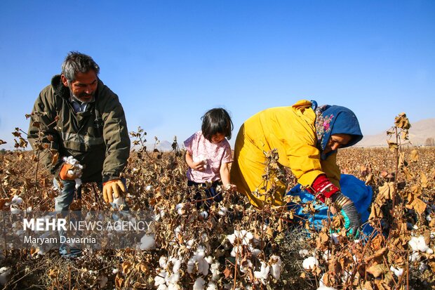 برداشت پنبه از مزارع خراسان شمالی