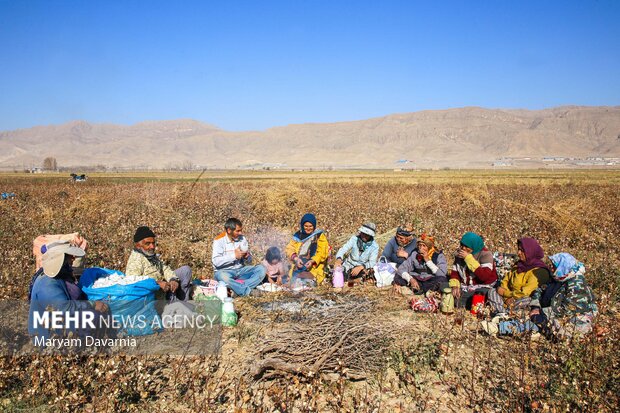 برداشت پنبه از مزارع خراسان شمالی