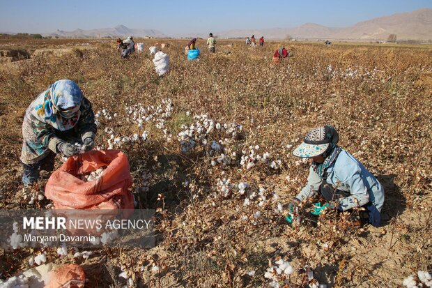 برداشت پنبه از مزارع خراسان شمالی