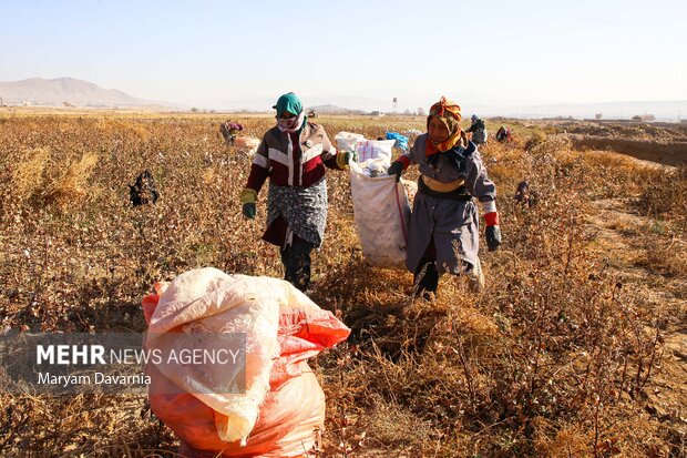 برداشت پنبه از مزارع خراسان شمالی