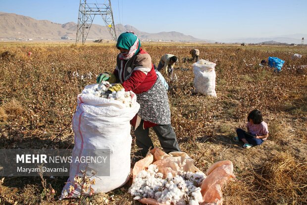 برداشت پنبه از مزارع خراسان شمالی