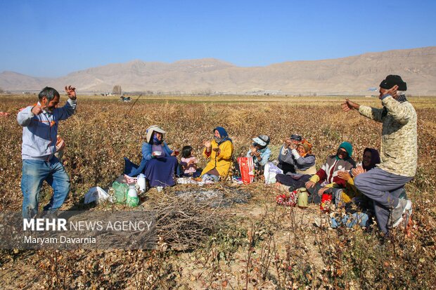 برداشت پنبه از مزارع خراسان شمالی