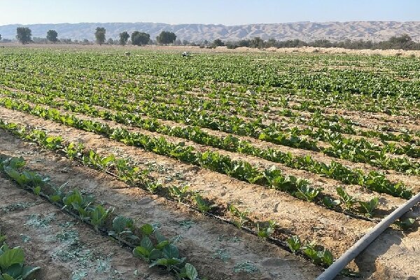 کشت تنباکو در ۱۵۰ هکتار اراضی کشاورزی شهرستان پارسیان آغاز شد