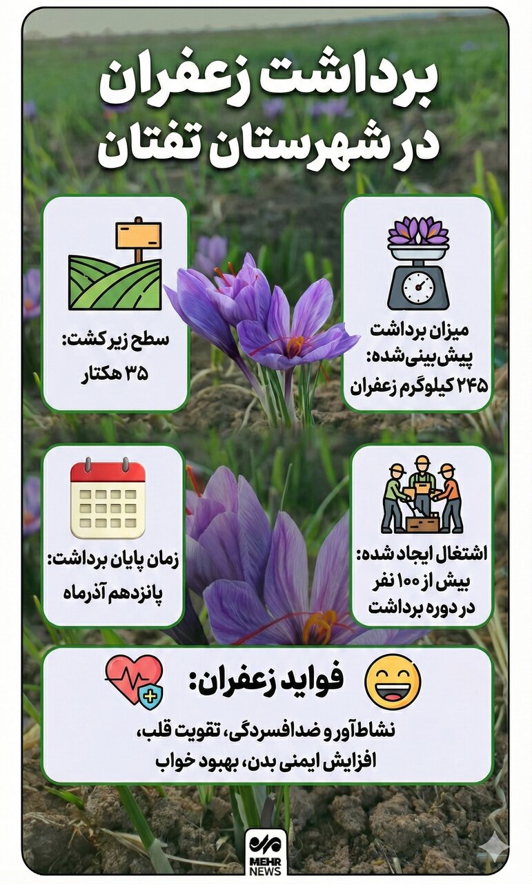 اینفوگرافیک؛ قطب برداشت زعفران در سیستان و بلوچستان
