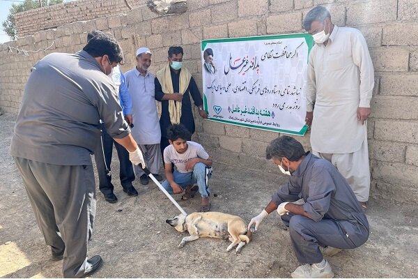 سرگزی: ۹۲۹۴ قلاده سگ صاحبدار علیه بیماری هاری واکسینه شدهاند