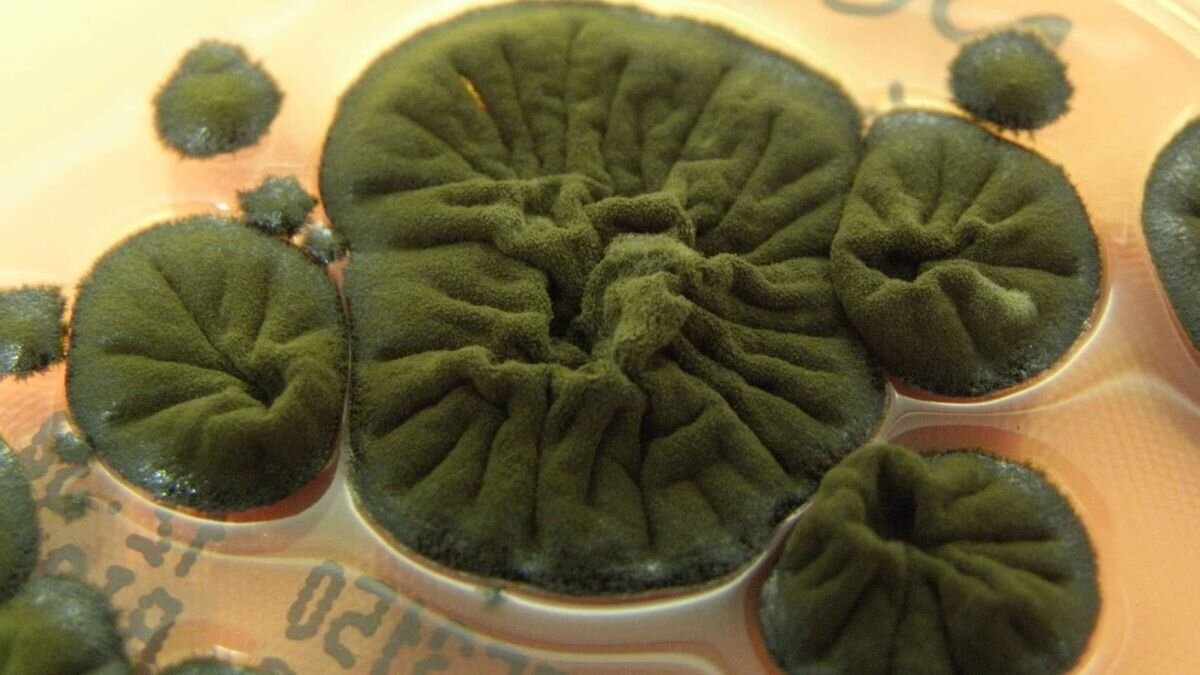 قارچ،چرنوبيل،تشعشعات،ملانين،فرايندي،سپر،تابش،پرتو،دقيقاً