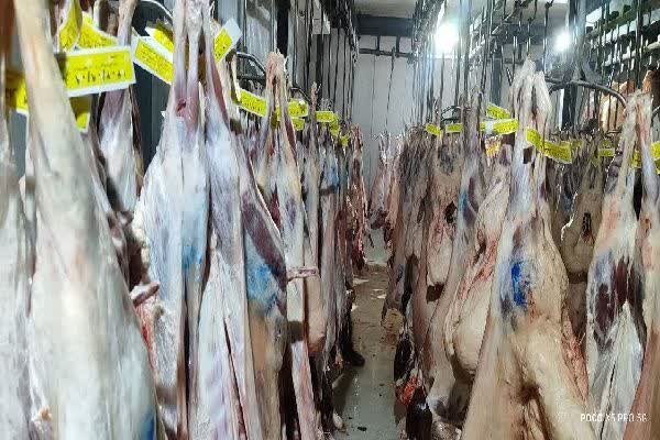 کشتار ۳ هزار دام سبک و سنگین در کشتارگاه گچساران