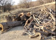 ۴ دستگاه خودرو حامل چوب تاغ قاچاق در کاشمر توقیف شد