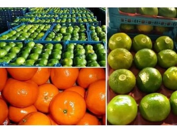 Iran’s Mazandaran exports 29k tons of fresh fruits in one day