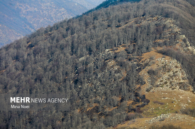 دیزمار پس از آتش