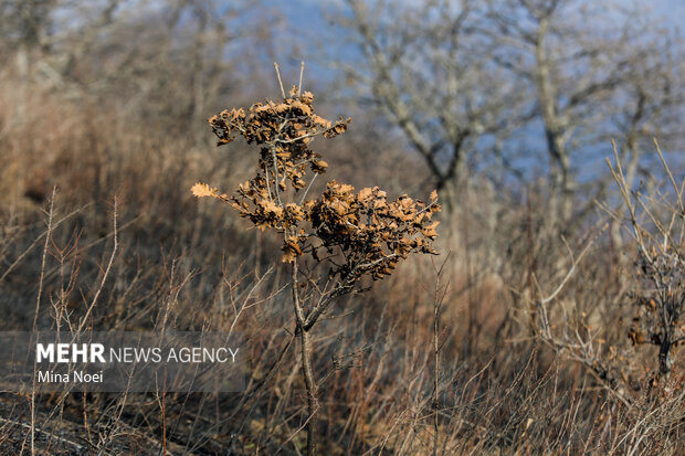 دیزمار پس از آتش