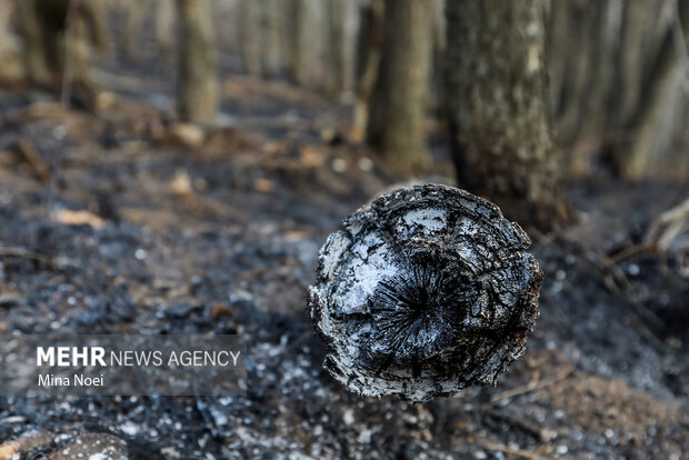 دیزمار پس از آتش