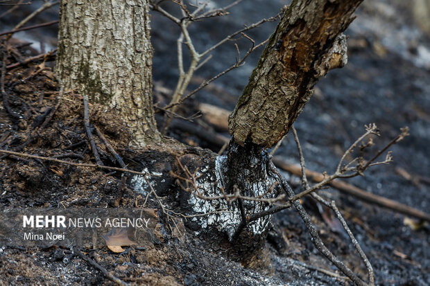 دیزمار پس از آتش