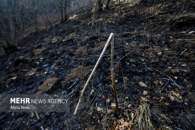 دیزمار پس از آتش