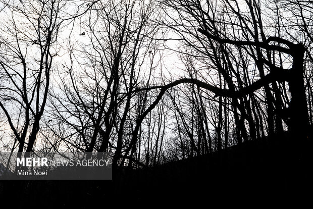 دیزمار پس از آتش