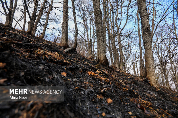 دیزمار پس از آتش