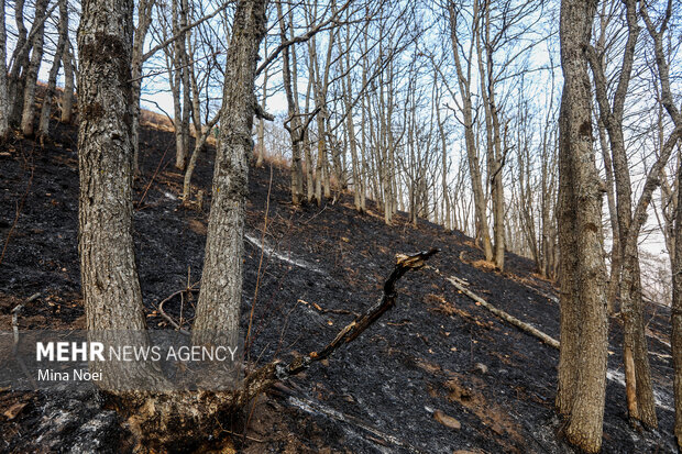 دیزمار پس از آتش