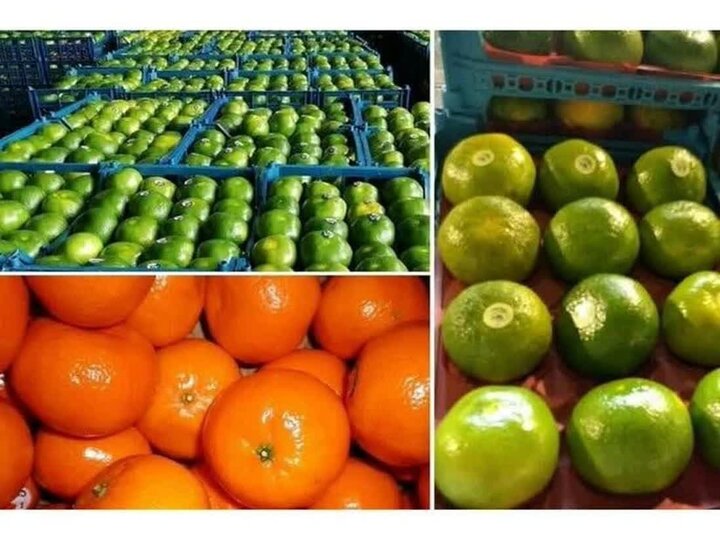 Iran’s Mazandaran exports 29k tons of fresh fruits in one day