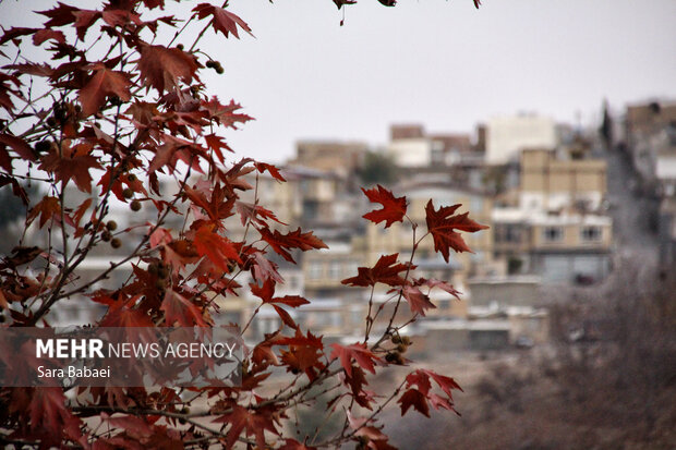 جلوه‌های برگریزان پاییزی در کرمانشاه