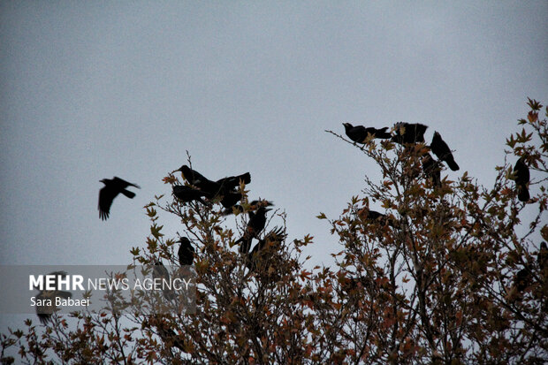 جلوه‌های برگریزان پاییزی در کرمانشاه