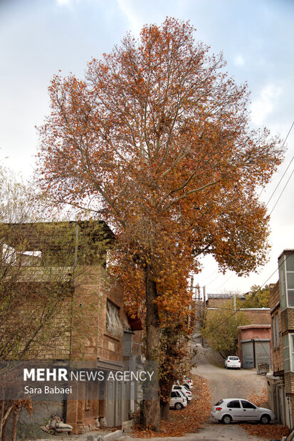 جلوه‌های برگریزان پاییزی در کرمانشاه