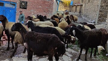 گامی نوین در تولید؛ طرح افزایش راندمان زایش دام در مریوان کلید خورد