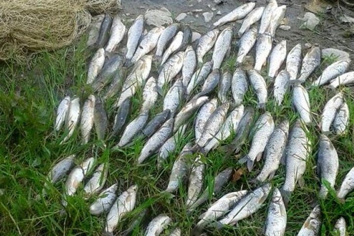 Iran exports $451m aquatics in 7 months: IFO head Iran exports $451m aquatics in 7 months: IFO head