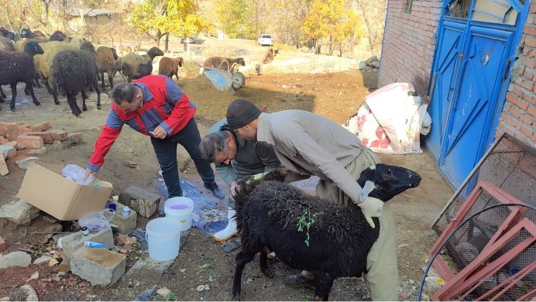 گامی نوین در تولید؛ طرح افزایش راندمان زایش دام در مریوان کلید خورد