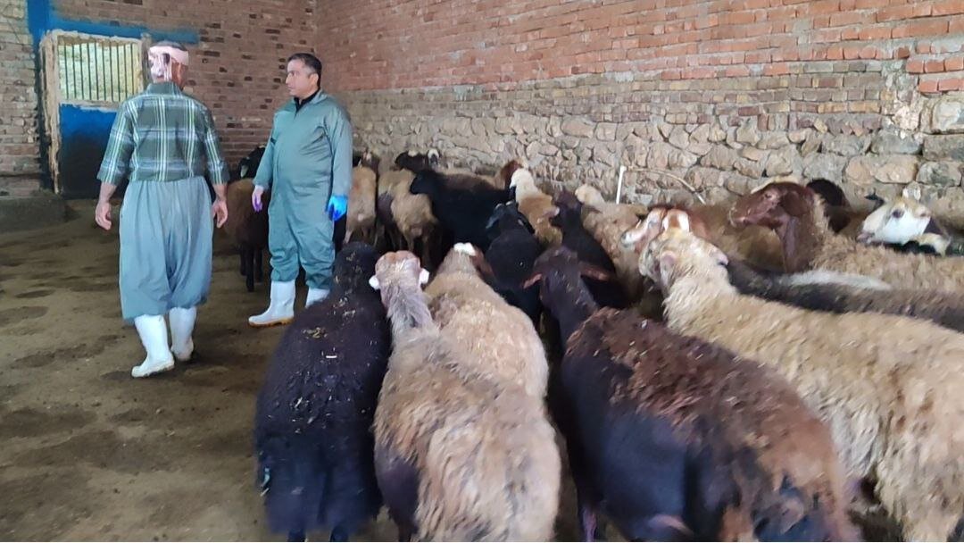 گامی نوین در تولید؛ طرح افزایش راندمان زایش دام در مریوان کلید خورد