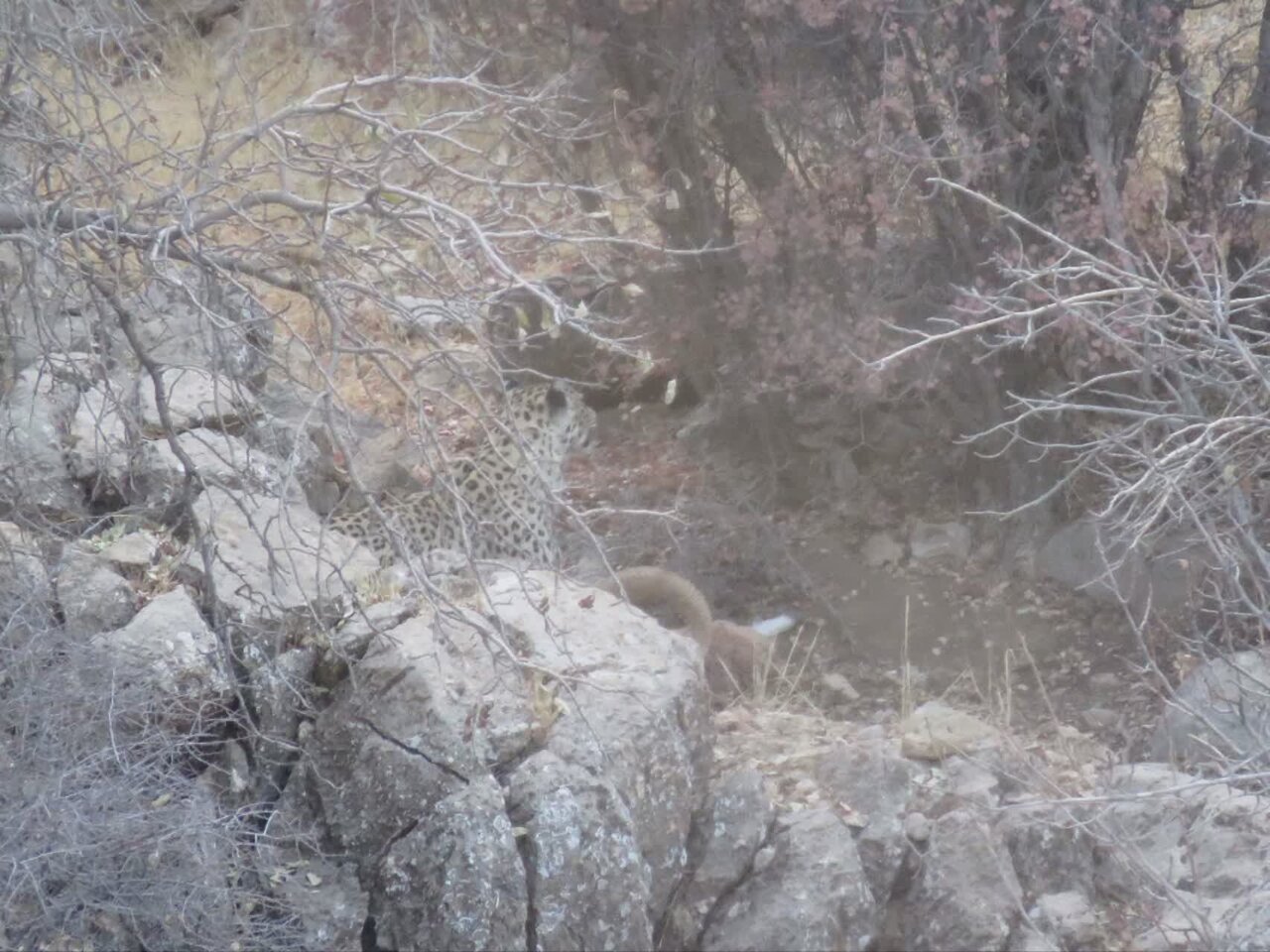 پلنگ مهمان جنگلهای باغ شادی شهرستان خاتم در استان یزد شد