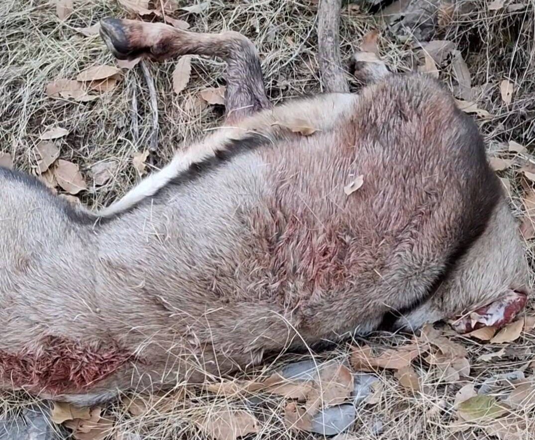 کشف لاشه کل وحشی در منطقه حفاظت‌شده شاهو و کوسالان