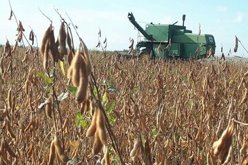 برداشت ۳۵ هزار تن سویا در اردبیل پیش بینی شد