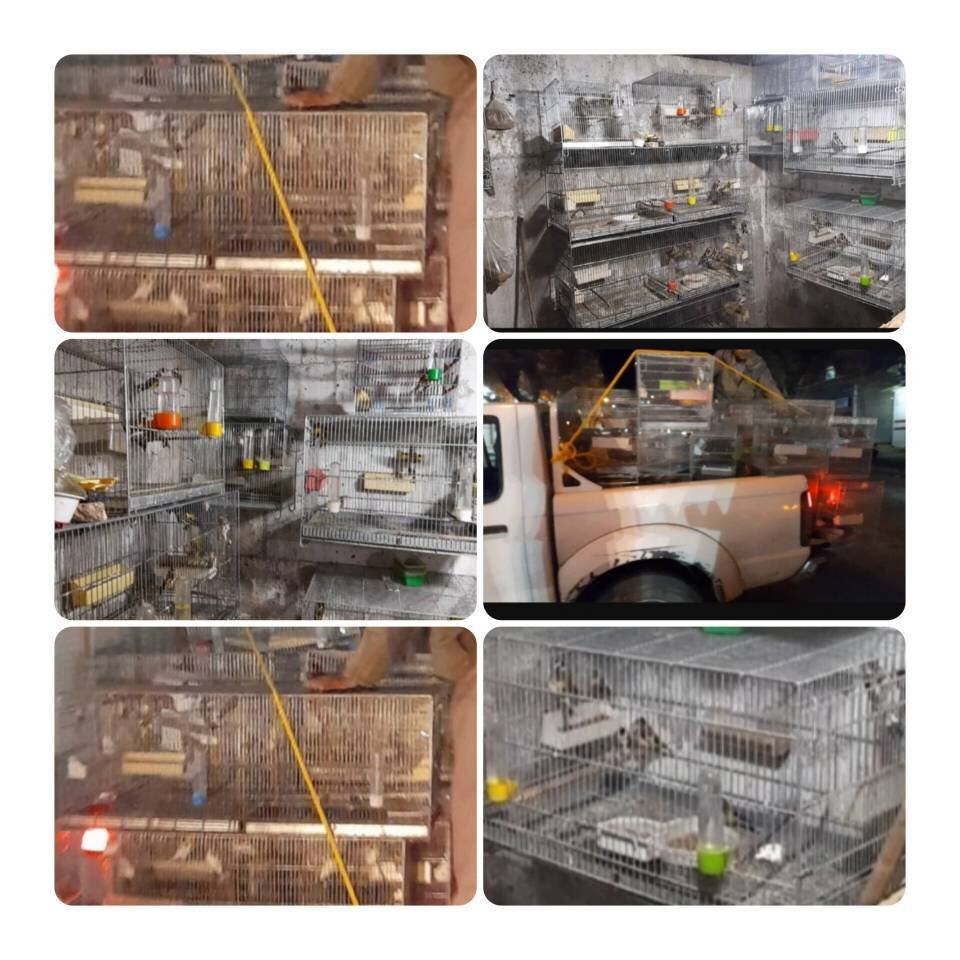 کشف محموله بزرگ سهره‌ طلایی از یک شکارچی متخلف در مریوان