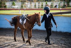 Iran celebrates Caspian horse heritage at national festival