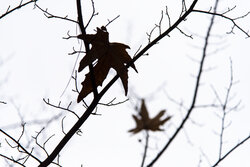 بارش باران پاییزی در شهرستان تربت جام