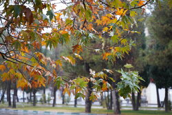 حکمی: هفته پربارشی برای خراسان رضوی پیش بینی شده است