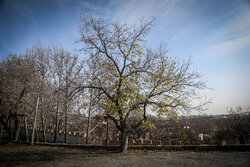 هوای مشهد ناسالم است