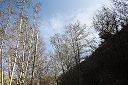 اثمری: دمای مشهد در سردترین ساعات به ۳ درجه خواهد رسید