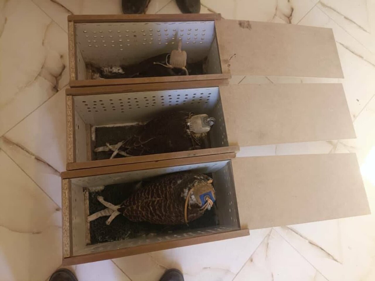 کشف سه گونه ارزشمند شاهین شکاری در شهرستان ریگان کشف سه گونه ارزشمند شاهین شکاری در شهرستان ریگان