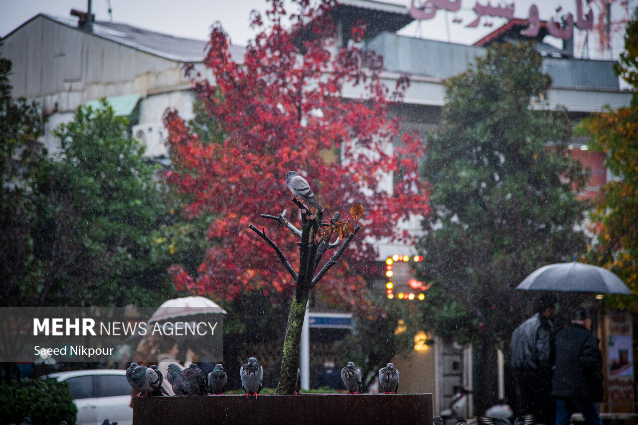 حسین نیا: بارش شدید باران در رودسر؛ شهرداری در آماده باش کامل است حسین نیا: بارش شدید باران در رودسر؛ شهرداری در آماده باش کامل است
